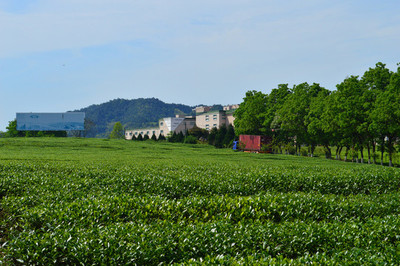 茶業園區