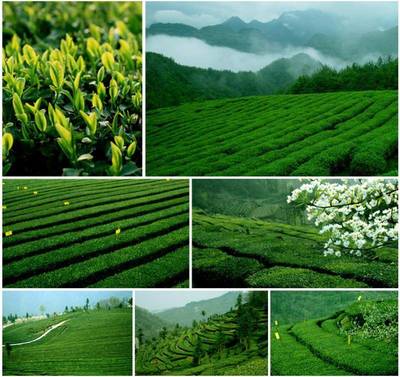 【湖北特產】2013年新茶采花毛尖清香典藏(袋泡)204g