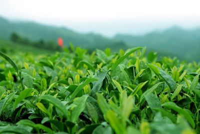 第六屆貴州茶業(yè)經(jīng)濟年會召開